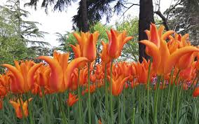 🌷 Reliable Supplier Wanted for Tulip Bulb Import from Türkiye